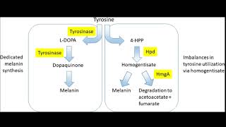 Tyrosinase Inbition  Skin lightener hair eyes  MC1R gene mutation  Sound healing subliminal [upl. by Blum500]