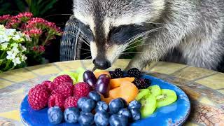 Wild Raccoons Eat Fruit in a Funny Way [upl. by Aleetha147]