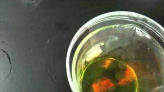 Reactions of Copper with DiluteConc Nitric Acid [upl. by Irby632]