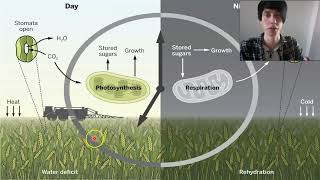 vwo 6  Biologie  Planten H20  205  Groei en levenscyclus van planten [upl. by Sitoeht]