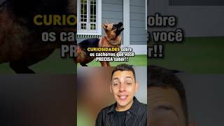 CURIOSIDADES SOBRE OS CACHORROS que VOCÊ PRECISA SABER 😨😱 curiosidades edusouzzav [upl. by Adigun]