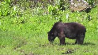 Giant spring boar black bear red color phase Mt BakerSnoqualmie National Forest  Spring 2012 [upl. by Adihsar]