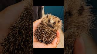 IgelPflege so sieht der Morgen aus igel hedgehog igelpflege natur nature [upl. by Odareg]