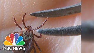 New research may reveal why Lyme disease causes chronic symptoms for some [upl. by Tilagram976]