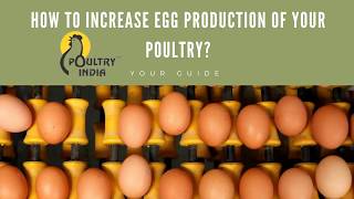 HOW TO INCREASE EGG PRODUCTION OF YOUR POULTRY [upl. by Ednil]