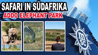 Safari im Addo Elephant National Park Port Elisabeth🛳️ MSC Weltreise 2024 mit der MSC Poesia 016 [upl. by Assenev]