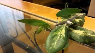 Katydids attempting to mate [upl. by Savory252]