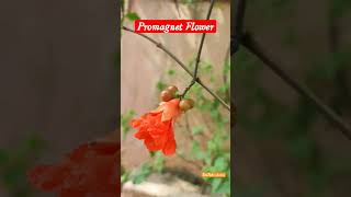 Promagnet Flower growth newplants plants [upl. by Hourihan]