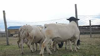 Sheep Feedlot and Zero Grazing Pointers [upl. by Necila]