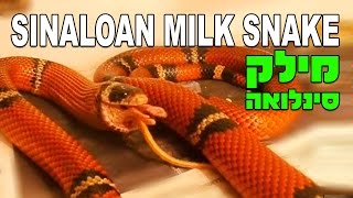 נחש מילק סינלואה Lampropeltis triangulum sinaloae Sinaloan Milk Snake [upl. by Berman]