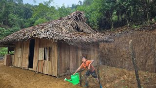 taking care of chickens hoeing the land to grow cabbage in the garden new life in the wooden house [upl. by Bearnard235]