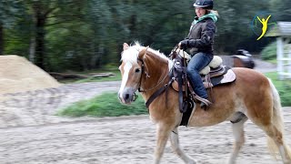 Halflinger wegen Schwellungen im Rücken zum Check auf Hof Eicheneck [upl. by Acinnej114]