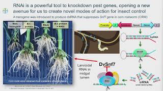 Day 2 Session 2 Flea Beetles Panel [upl. by Nodal]