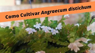 Como Cultivar Angraecum distichum [upl. by Gotcher]