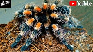 Brachypelma hamorii molting [upl. by Rawdin15]