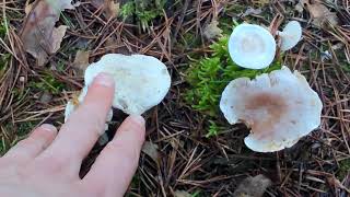 Diferencia la sabrosa harinera de los clitocibes tóxicos Clitopilus prunulus Clitocybe phyllophila [upl. by Eenaej938]