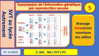 Brassage intrachromosomique des allèles  Fécondation  diversité génétique  exemples [upl. by Oaoj813]