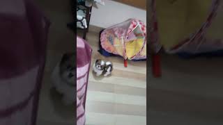 Shih tzu Puppy Mimi World Doglover [upl. by Olaznog421]