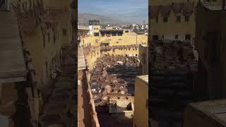 Tannery in Fez Morrocco [upl. by Jobye]