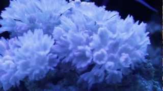 Red Sea Pulsing Xenia 1080p HD  Saltwater Reef  in a 72 Gallon Bow Front [upl. by Aiblis]