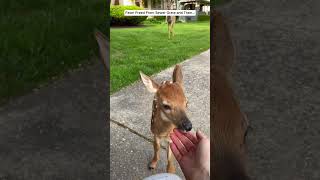 Fawn Freed From Sewer Grate and then deer babydeer short [upl. by Wind]