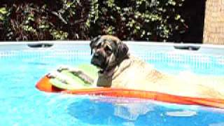 Mastiff floating in the pool [upl. by Dranel592]