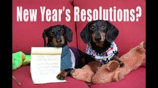 Cute Dachshunds Write New Years Resolutions  Cute Dog Video [upl. by Llabmik853]