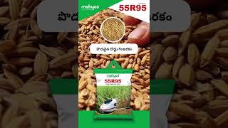 Mahyco Research Paddy Seed MRP 55R95 [upl. by Hawken]