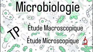 Microbiologie L2 SNV 🦠🔬  TP étude microscopique et macroscopique [upl. by Clevie572]