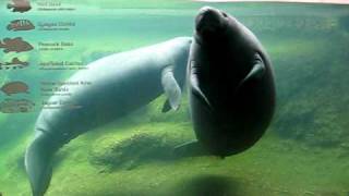 Mating Manatees [upl. by Boni]