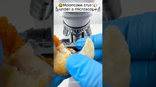 Mooncake Crust Under A Microscope microscope facts mrbeast thistechnology shoets shortsfeed [upl. by Eidson330]