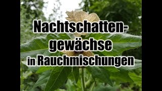 Methode um Nachtschattengewächse sicherer zu konsumieren Bilsenkraut Engelstrompete etc rauchen [upl. by Dave369]