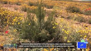 Reforestation with the biodegradable Groasis Growboxx from recycled paper  Spain [upl. by Akzseinga]