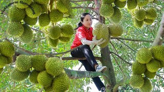 Harvest durian and goes to the market sell  Vietnamese Harvesting [upl. by Conrado]