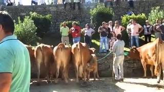 Feira do Gado  Festas de S Miguel  Cabeceiras de Basto 2015 [upl. by Pandolfi429]