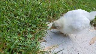 Grass eating chick [upl. by Aicenaj]