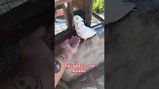 Kalapati Na Maamo Shorts3 kalapati pigeon kalapatids pigeonracing [upl. by Elenore]