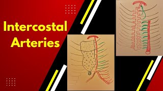 Intercostal arteries [upl. by Oletta]