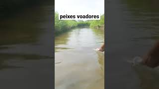 Peixes Voadores  quer ver o que realmente pegamos video completo no canal [upl. by Eirojram]