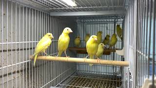 2023 Raza Espanola canary babies [upl. by Siednarb]