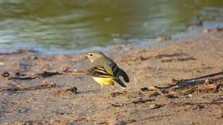 Grey Wagtail Ballerina gialla Motacilla cinerea [upl. by Suicul930]