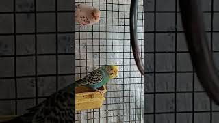 beautiful lovebird breeding view virallike search subscriberAmazonaquarium pet animal [upl. by Hayse]