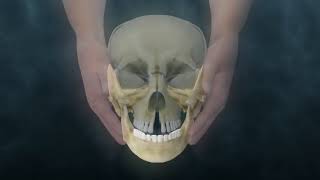 Lyons Institute  Craniosacral Biodynamics TMJ  Mandible Hold [upl. by Lagas]