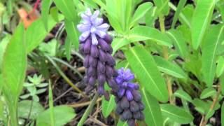 ポール・スミザー Muscari latifolium ムスカリ ラティフォリウム [upl. by Nnyleahs]