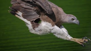 Grey Headed Fish Eagle diving at Singapore Quarry [upl. by Morganstein]