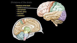 Divisions of the brain [upl. by Namso205]