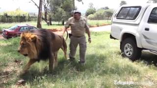 Keeper films himself giving lion a paw massage [upl. by Eteragram382]