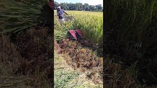 Mini paddy Harvesting machine reels paddyharvesting [upl. by Hoppe]