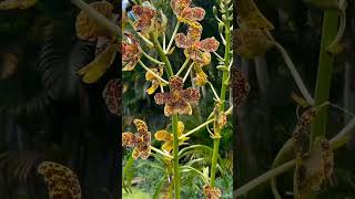 Grammatophyllum Speciosum Anggrek Tebu [upl. by Nole]