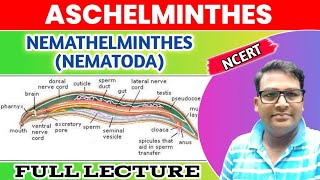 Aschelminthes  Nemathelminthes  Nematoda one shot lecture  Animal Kingdom Phylum Nematoda [upl. by Rairb748]